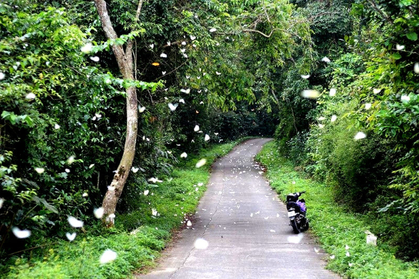 Cúc Phương